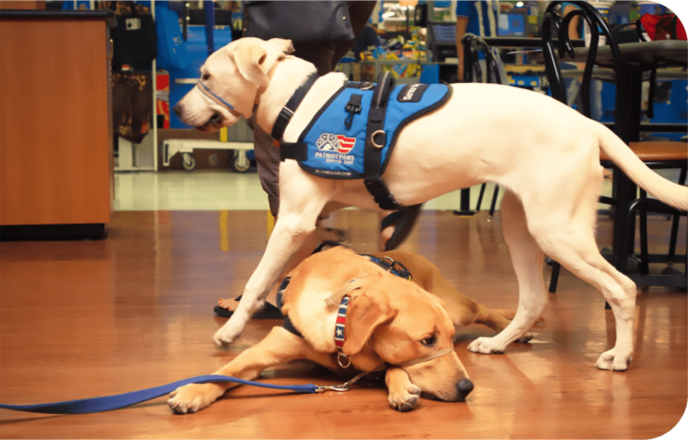 patriot paws dogs